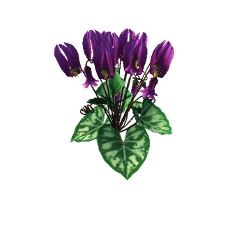 Flower Cyclacmen_violet